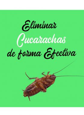 Cucarachas: Eliminarlas de forma efectiva