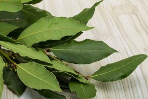 cucarachas laurel